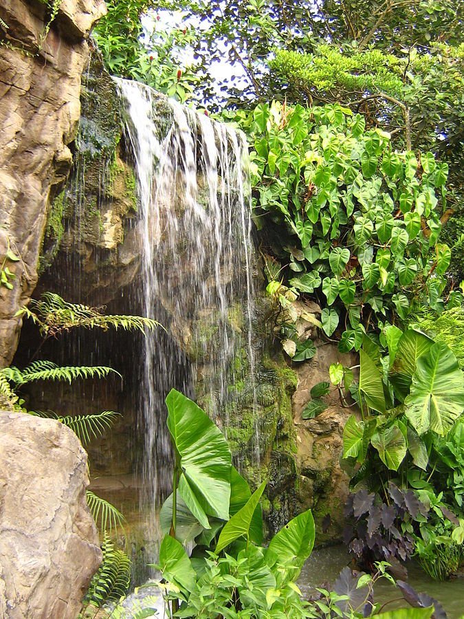 The Singapore Botanic Gardens: A Complete Guide to Nature's Haven 4 Singapore Botanic Gardens waterfall